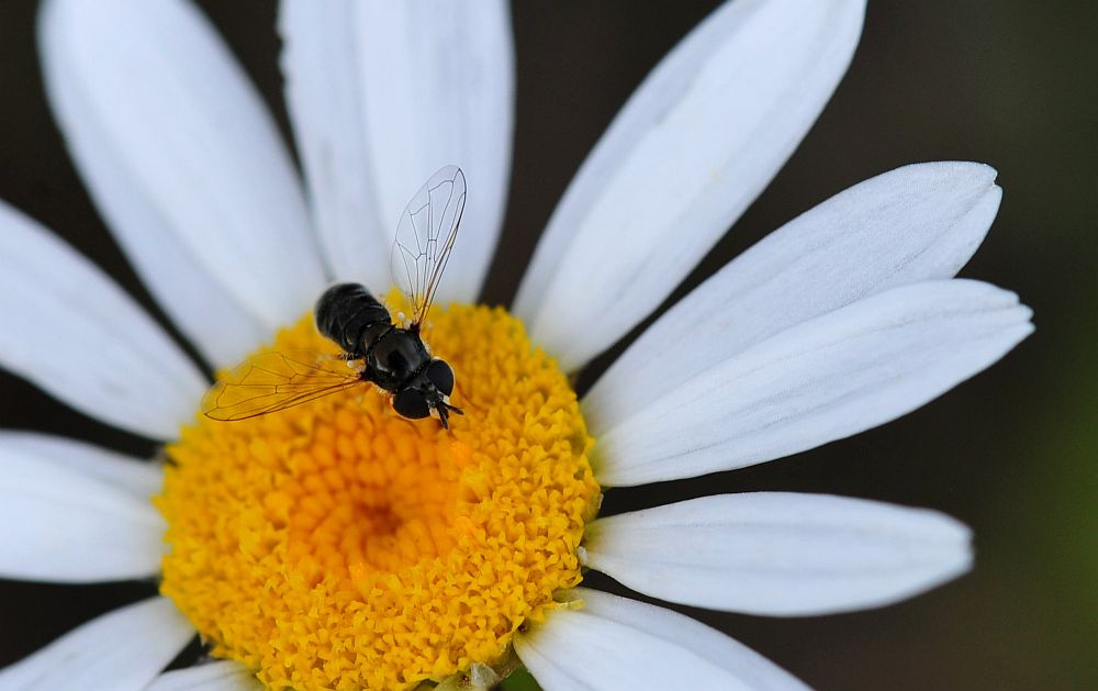 La vita in un fiore - seconda parte